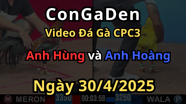 Anh Hoàng Lão Tà và con gà vàng huyền thoại CPC3 30/4/2025