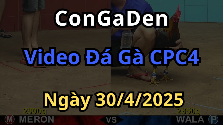 Clip Đá Gà CPC4 Ngày 30/4/2025 phát trực tiếp