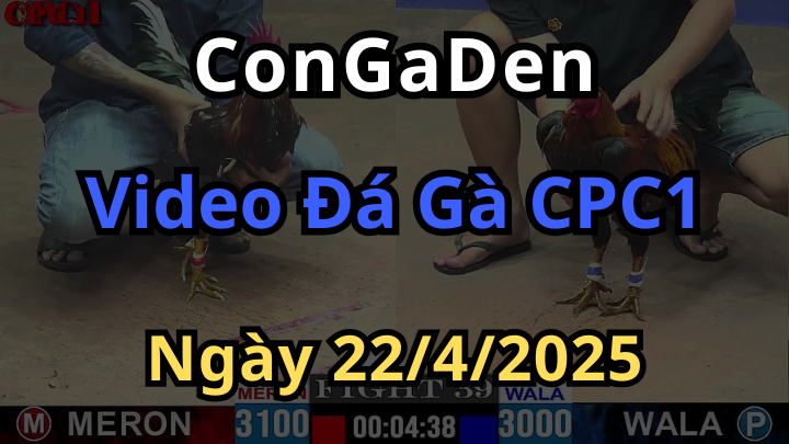 Phát lại Đá Gà CPC1 ngày 22/4/2025 Thomo