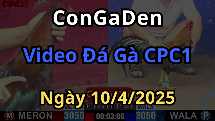 Tổng hợp video đá gà cpc1 ngày 10/4/2025 nét nhất