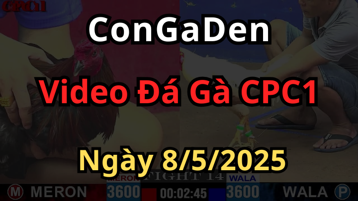 Phát lại Đá Gà Trực Tiếp Thomo CPC1 ngày 8/5/2025