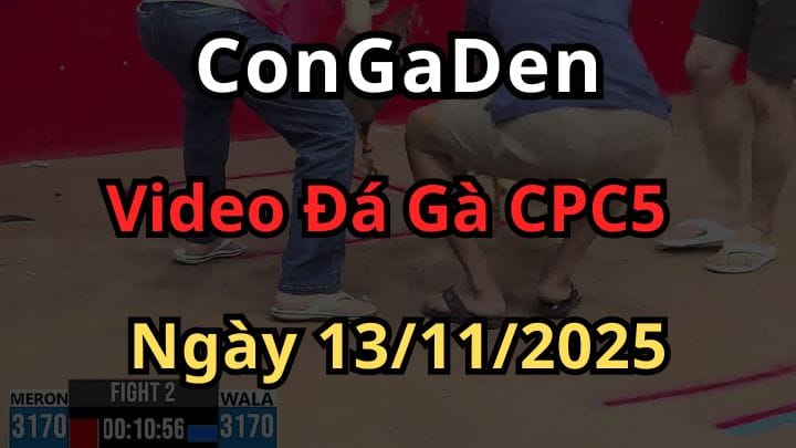 Clip Đá Gà Trực Tiếp Thomo CPC5 Ngày 13/11/2025 Hôm nay